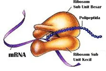 Gambar 7. Bentuk Ribosom   