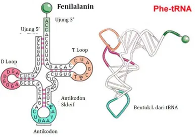 Gambar 8. Struktur dan bagian tRNA  