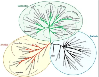 Gambar 1. Pohon filogenetik sistem tiga domain (sumber: Eisen, J. 2008)  