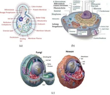 Gambar 2. (a) Struktur sel Fungi (b) Struktur Sel Hewan (c) perbedaan sel fungi dan hewan 
