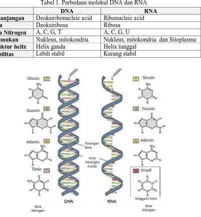 Tabel 1. Perbedaan molekul DNA dan RNA 
