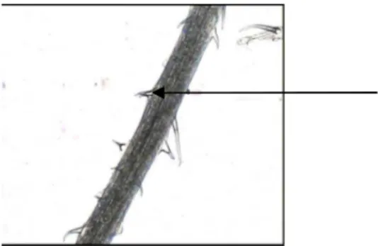 Gambar 4.2.  Irisan membujur daun murbei (perbesaran 10x4). 