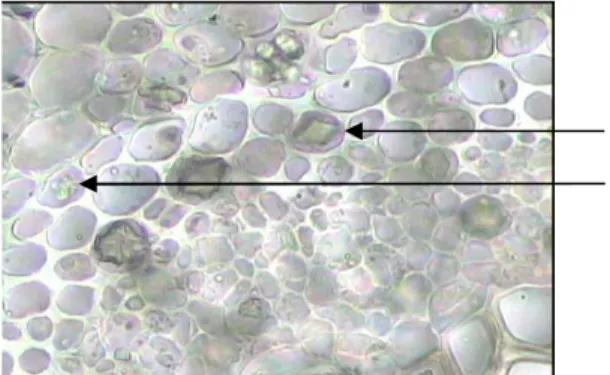 Gambar 4.4.   Penampang melintang tulang daun tegak lurus costa dalam  media air (perbesaran 10x40)