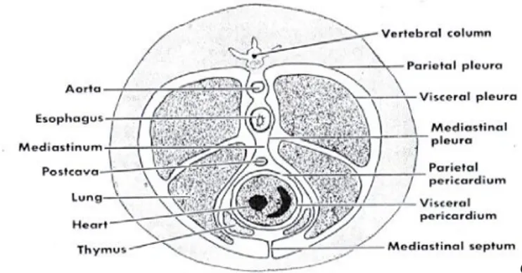 Gambar 2.5. Irisan melintang rongga dada mamalia           (Hickman &amp; Hickman, 1974)
