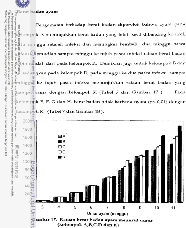 Gambar  17.  Rataan berat badan ayam menurut  umur  (kelompok  A,B,C,D  dan K) 