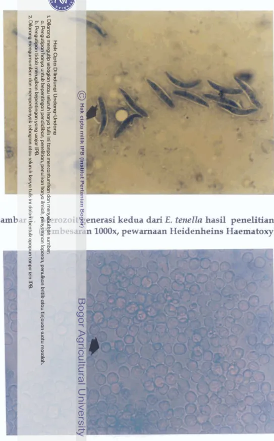Gambar 7.  Merozoit  generasi kedua  dad  E.  tenella  hasil  penelitian  (Pembesaran  1000x,  pewamaan Heidenheins  Haematoxylin) 