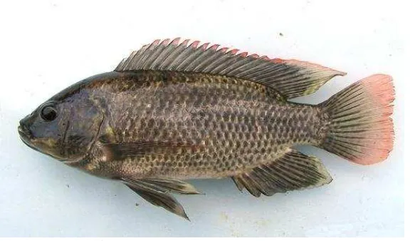 Gambar 2.6 Ikan Mujair (Orechromis mossambicus) 