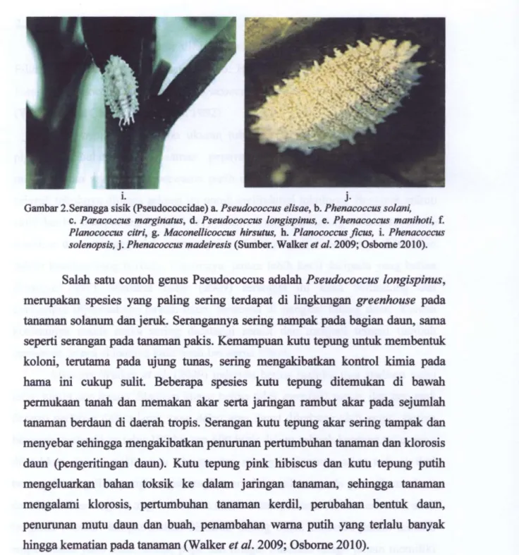 Gambar 2.Serangga sisik (Pseudococcidae) a. Pseudococcus elisae, b. Phenacoccus solani,  c