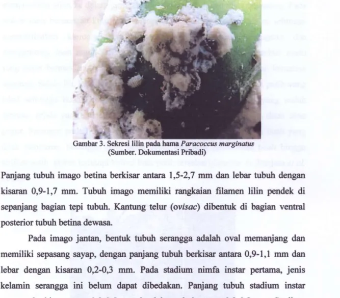 Gambar 3. Sekresi lilin pada hama Paracoccus marginatus  (Sumber. Dokumentasi Pribadi) 