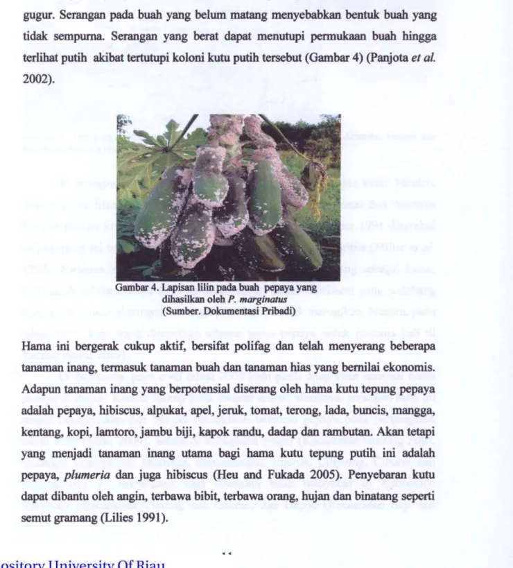 Gambar 4. Lapisan lilin pada buah pepaya yang  dihasilkan oleh P. marginatus  (Sumber