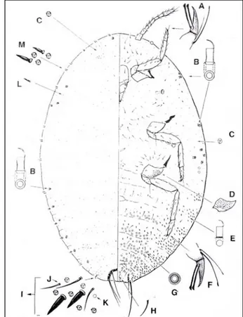 Gambar 1   Stadium imago betina P. marginatus (Miller &amp; Miller 2002) 