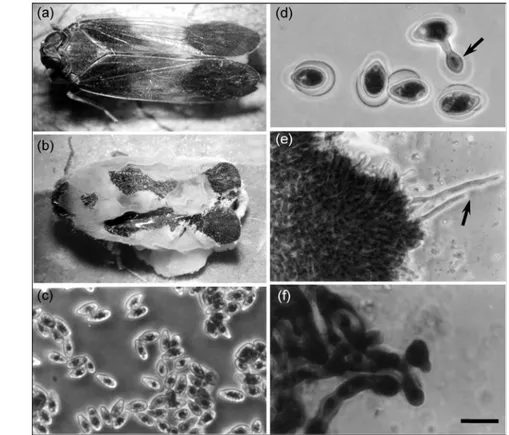 Gambar 4  Identifikasi stadia cendawan patogen serangga (Steinkraus et al. 1995)  (a) Oliarus dimidiatus dewasa sehat, (b) Cendawan Pandora sp