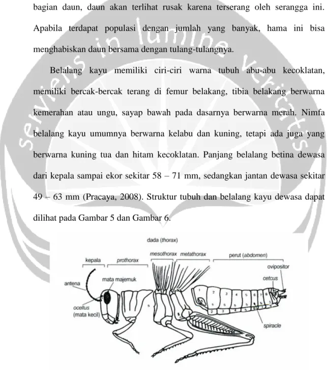 Gambar 5. Struktur tubuh belalang (Pracaya, 2008) 