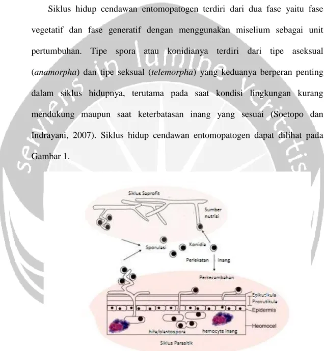Gambar 1. Siklus hidup cendawan entomopatogen (Ortiz-Urquiza dkk., 2014) 