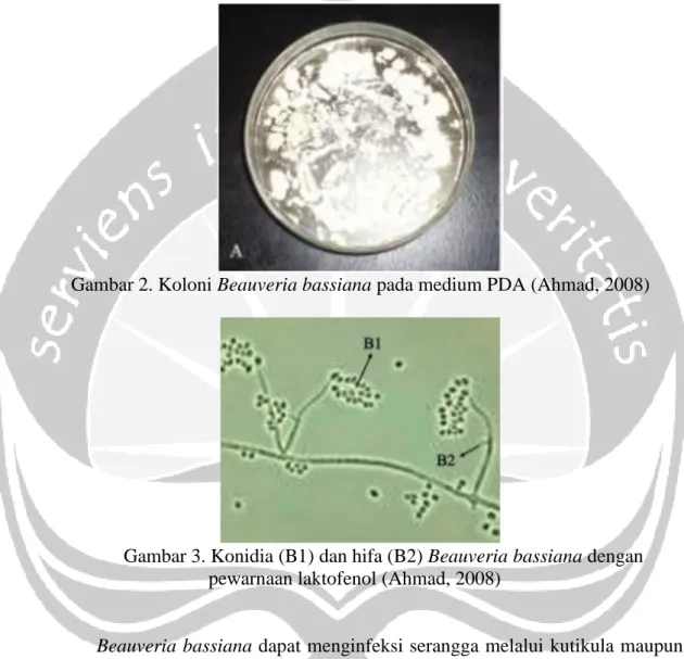 Gambar 2. Koloni Beauveria bassiana pada medium PDA (Ahmad, 2008) 