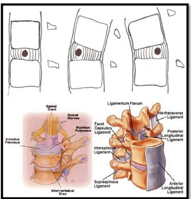 Gambar 3. Ligamen-ligamen pada Vertebra.