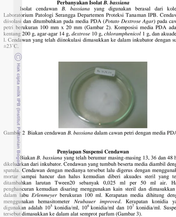 Gambar 2  Biakan cendawan B. bassiana dalam cawan petri dengan media PDA. 