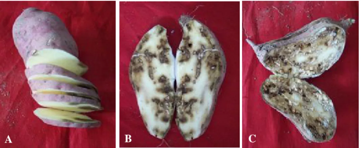 Gambar  3.    Keragaan  ubi  jalar  pada;  (A)  perlakuan  P4,  (B)  umbi  yang  tergerek  larva  C