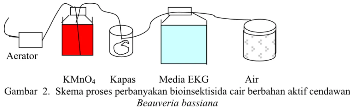 Gambar  2.  Skema proses perbanyakan bioinsektisida cair berbahan aktif cendawan  Beauveria bassiana 