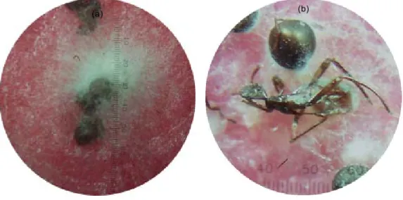 Gambar 3. Telur kepik coklat yang terinfeksi L. lecanii dan tidak menetas (a) dan nimfa I kepik coklat yang tidak dapat berganti kulit (moulting) membentuk nimfa II (b) akibat infeksi L