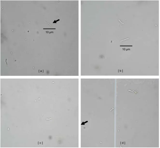 Gambar 4. Tabung kecambah dari konidia L. lecanii yang diformulasikan pada tepung jagung (a &amp; b), formulasi molase (c) dan formulasi tepung ubikayu (d).