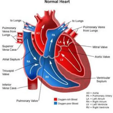 Gambar 1. Jantung normal dan sirkulasinya. 6