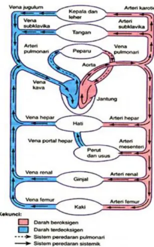 Gambar 3. Sirkulasi paru dan sistemik). 10