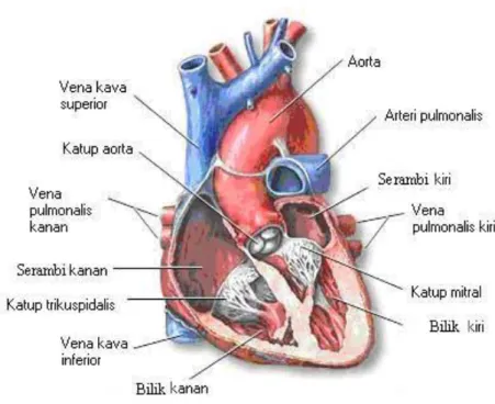 Gambar 2.2 Bagian Jantung (Amrullah, 2012) 