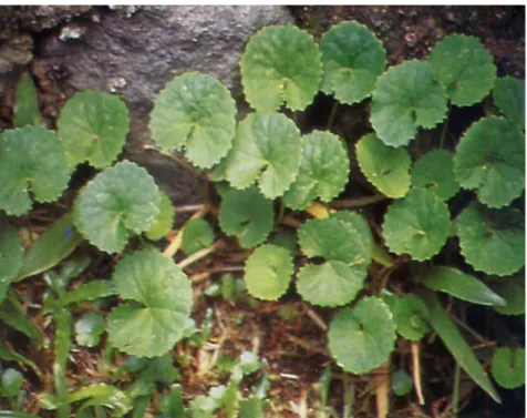 Gambar 1. Pegagan (Centella asiatica (L) Urban) 
