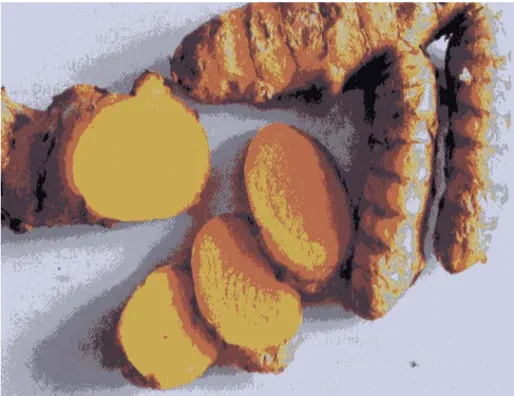 Gambar 7. Kunyit (Curcuma domestica Val.) 