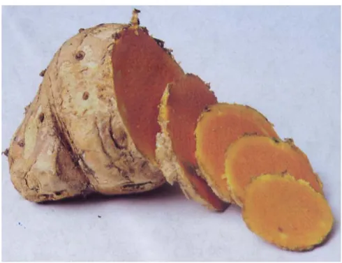 Gambar 8. Temulawak ( Curcuma xanthorrhiza Roxb.) 