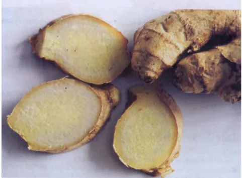 Gambar 9. Jahe (Zingiber officinale Roxb.) 
