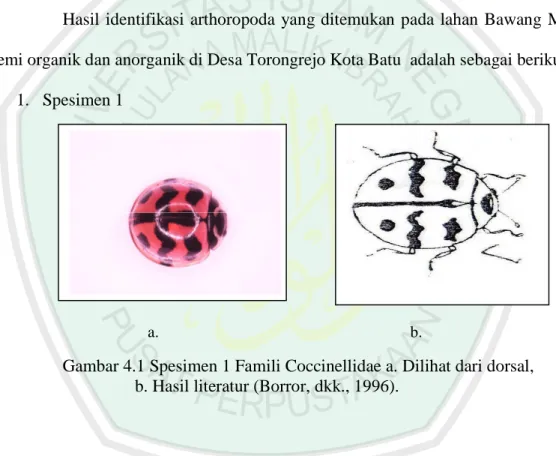 Gambar 4.1 Spesimen 1 Famili Coccinellidae a. Dilihat dari dorsal,   b. Hasil literatur (Borror, dkk., 1996)