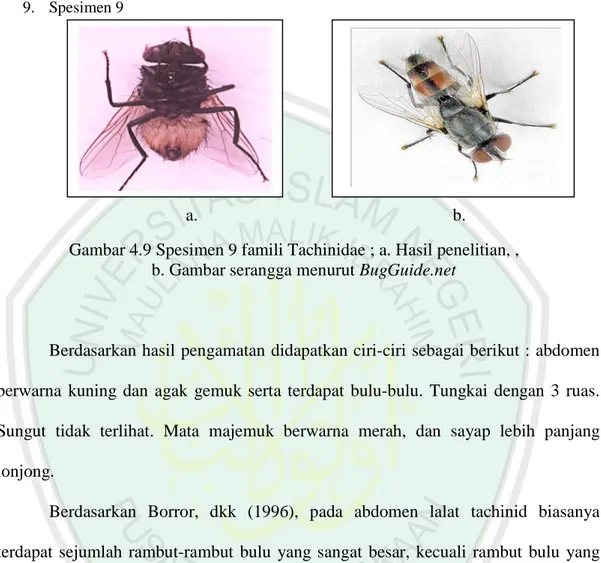 Gambar 4.9 Spesimen 9 famili Tachinidae ; a. Hasil penelitian, ,   b. Gambar serangga menurut BugGuide.net 