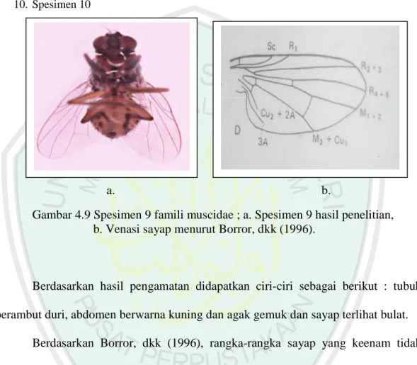 Gambar 4.9 Spesimen 9 famili muscidae ; a. Spesimen 9 hasil penelitian,   b. Venasi sayap menurut Borror, dkk (1996)