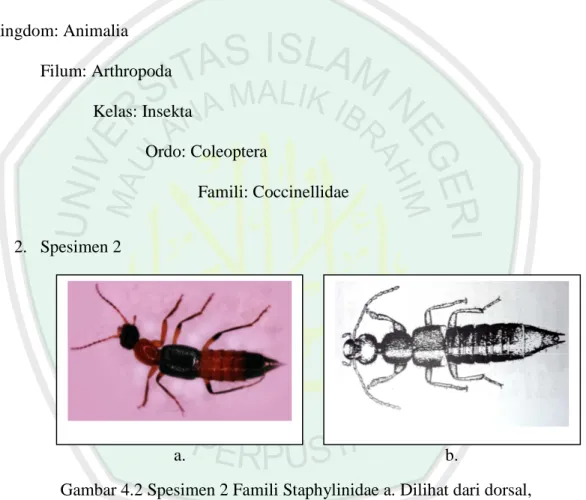Gambar 4.2 Spesimen 2 Famili Staphylinidae a. Dilihat dari dorsal,   b.  Hasil literatur (Borror, dkk., 1996)