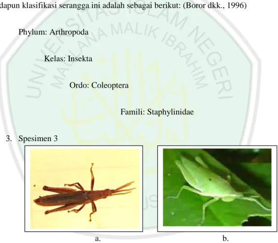 Gambar 4.3 Spesimen 3 Famili Acrididae a. Hasil penelitian dilihat dari  dorsal, b. Gambar serangga menurut BugGuide.net 