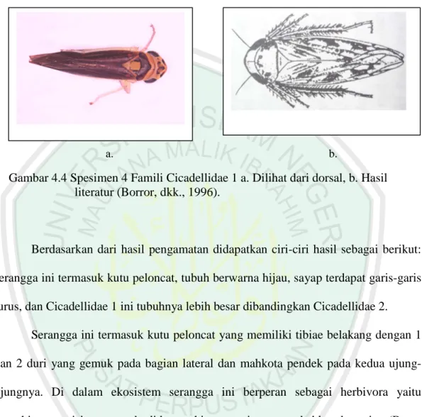Gambar 4.4 Spesimen 4 Famili Cicadellidae 1 a. Dilihat dari dorsal, b. Hasil  literatur (Borror, dkk., 1996)