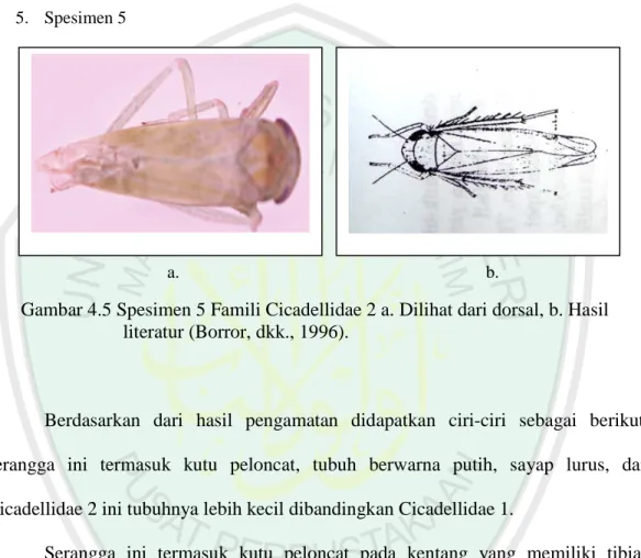 Gambar 4.5 Spesimen 5 Famili Cicadellidae 2 a. Dilihat dari dorsal, b. Hasil  literatur (Borror, dkk., 1996)