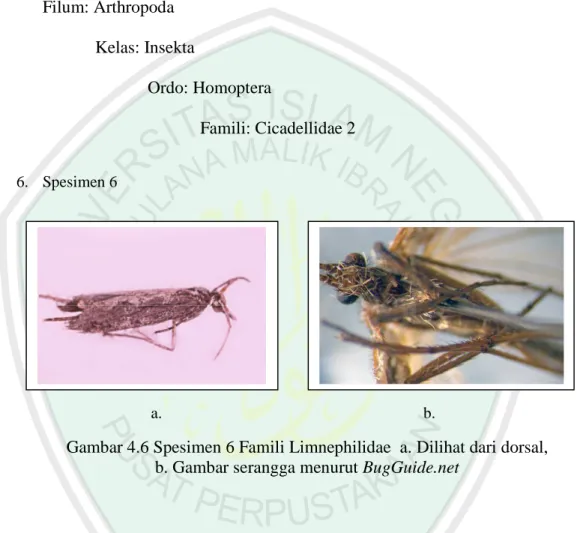 Gambar 4.6 Spesimen 6 Famili Limnephilidae  a. Dilihat dari dorsal,   b. Gambar serangga menurut BugGuide.net 