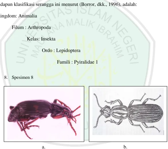 Gambar 4.8 Spesimen 8; Famili Cicindelidae a. Hasil Pengamatan dorsal,  b.Literatur (Borror, 1996)