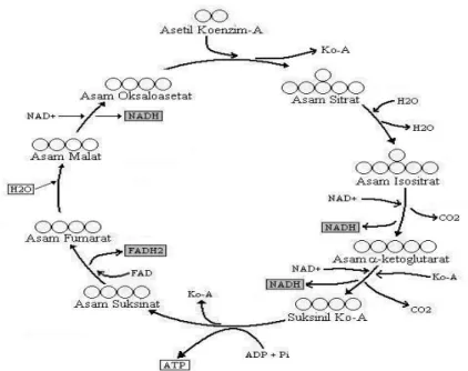 Gambar 4 : Siklus Krebs 