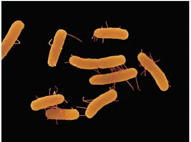 Gambar 1 Bentuk Bakteri Salmonella 