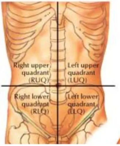 Gambar 2.1 Kuadran empat bagian abdomen (Netter, 2014)  1)   Bagian kanan atas: Hepar dan kantong empedu 