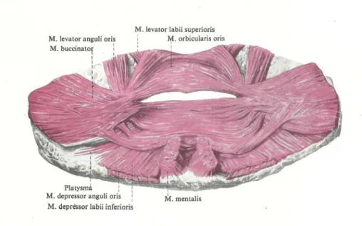 Gambar 2 :  Otot-otot mulut  
