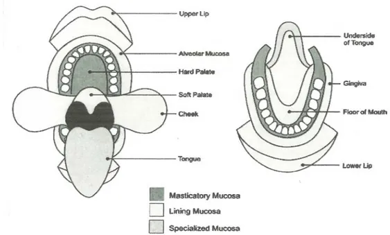 Gambar 1 : Mukosa rongga mulut menurut lokasi dan fungsinya. 12