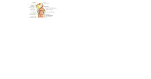 Gambar 1 anatomi laring