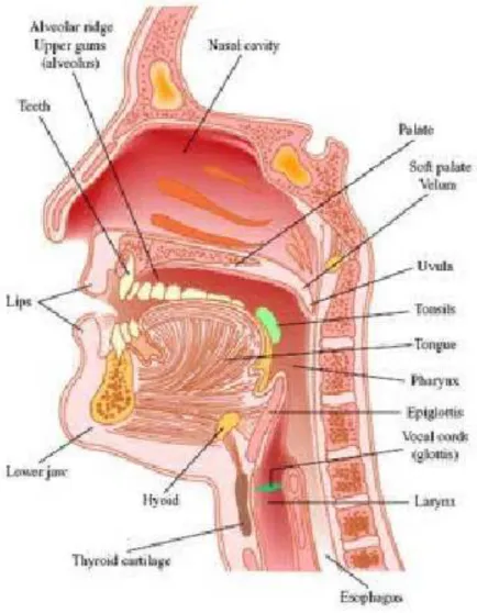 Gambar 4 struktur organ bicara