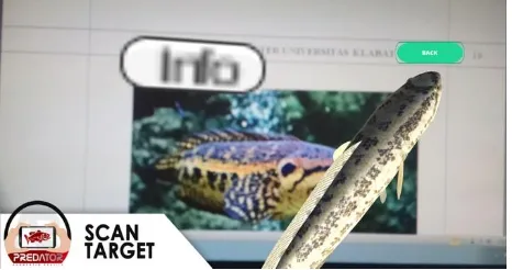 Gambar 8 Scan Targe Ikan Forest Snakehead Augmented Reality 3D 