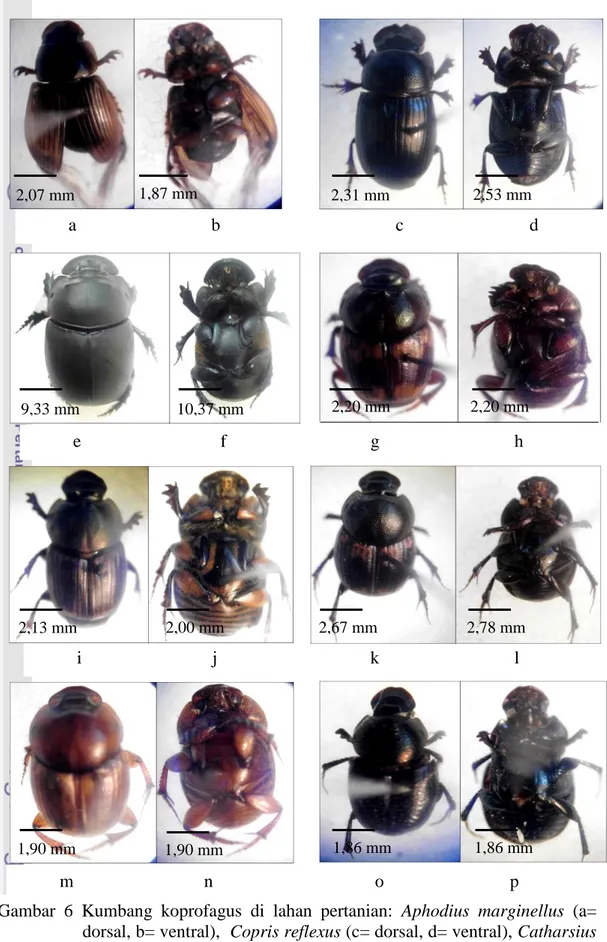 Gambar  6  Kumbang  koprofagus  di  lahan  pertanian:  Aphodius  marginellus  (a= 